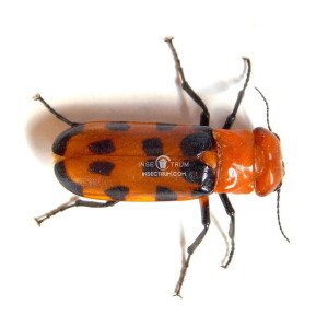 CISSITES MACULATA CISSITES MACULATA